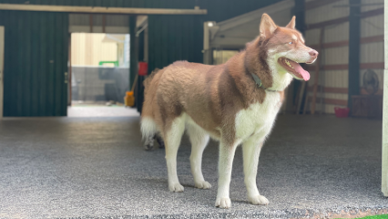 Dog day care in Portland Oregon Dogville on Barbur 1
