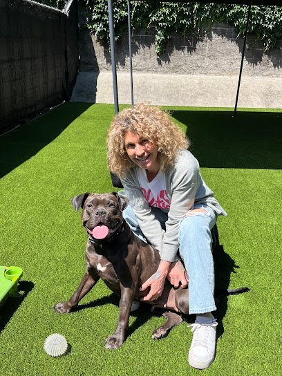 Dog day care in Portland Oregon Enzo s Dog Training 1