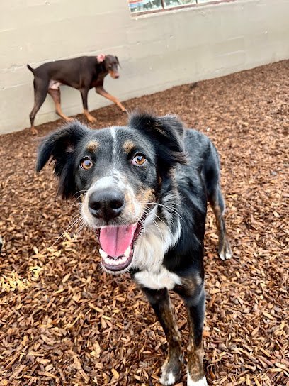 Dog day care in Portland Oregon Howliday Inn Doggie Hotel 1