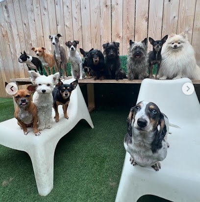 Dog day care in Portland Oregon Mother Pupper Alberta 1