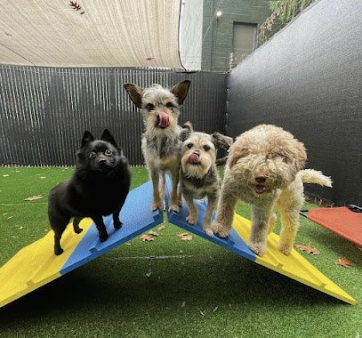 Dog day care in Portland Oregon Mother Pupper Kenton 1