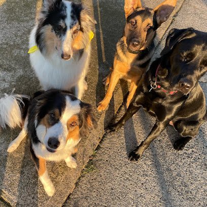 Dog day care in Portland Oregon Night Shift Pet Care 1