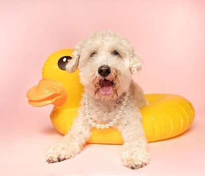 Dog day care in Portland Oregon Rose City Dogs Broadway 1