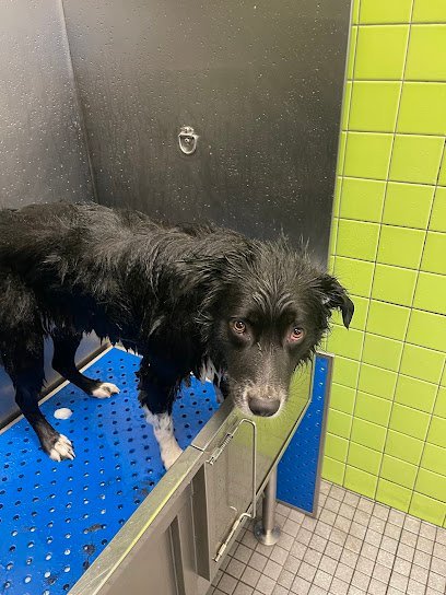 Dog day care in Portland Oregon Sniff Dog Hotel 1