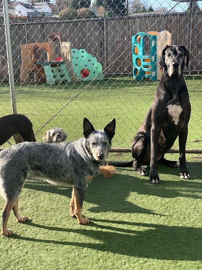 Dog day care in Portland Oregon Stay Pet Hotel 1