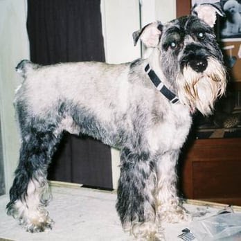 Dog day care in Portland Oregon Steffies House Small Dog Grooming Boarding Daycare 1