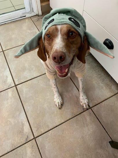 Dog day care in Portland Oregon Townhouse Pet Care 1