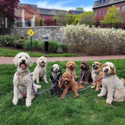 Dog day care in Potomac Maryland Furbabies of Bethesda 1