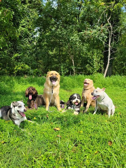 Dog day care in Potomac Maryland Potomac Furbabies 1