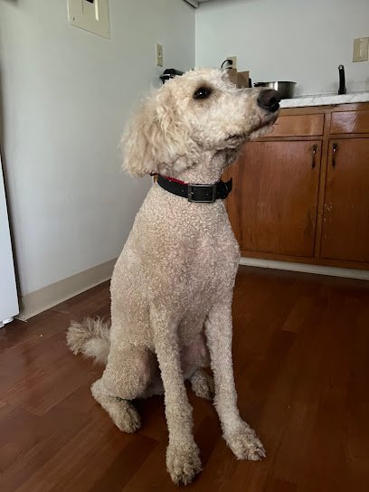 Dog day care in Potsdam New York Bows and Bandanas Pet Salon Resort 1