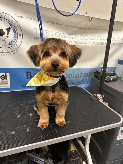 Dog day care in Powder Springs Georgia The Lovable Dogs Club Dog Daycare and Spa