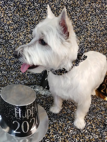 Dog day care in Powell Ohio Pup A Razzi Pet Salon 1