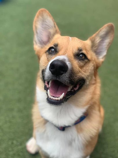 Dog day care in Prairie Village Kansas Dog Pawz Veterinary Center Pet Resort 1