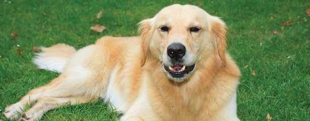 Dog day care in Prairieville Louisiana Lucky Dog Lodge LLC 1