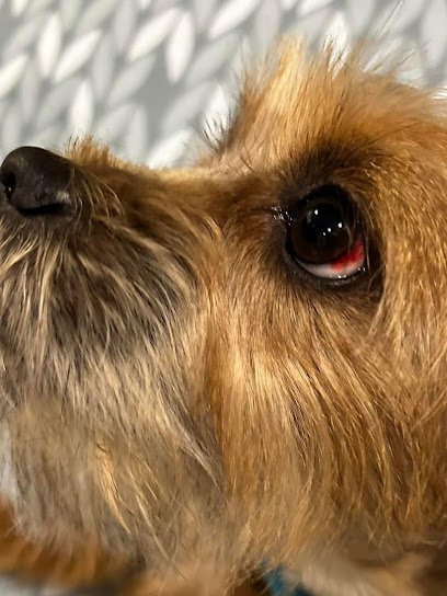 Dog day care in Prince Frederick Maryland Rita s Grooming Boarding 1