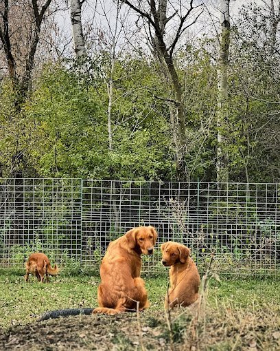 Dog day care in Princeton Minnesota North Country Goldens 1