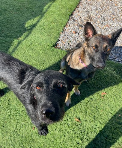 Dog day care in Purlear North Carolina Blue Ridge Boarding LLC 1