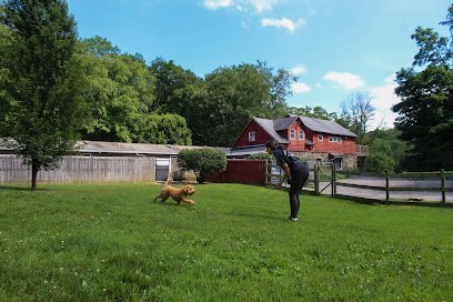 Dog day care in Putnam Valley New York The DOG 1