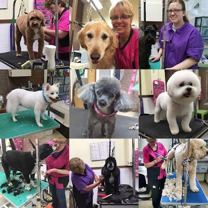 Dog day care in Queensbury New York Classy Clip Grooming and Day Care 1