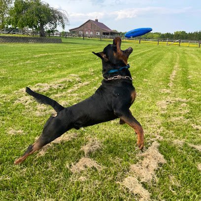 Dog day care in Queenstown Maryland Canine Country Club 1