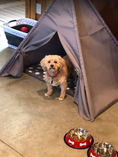 Dog day care in Quincy Illinois Happy Tails Daycare Boarding Available 1