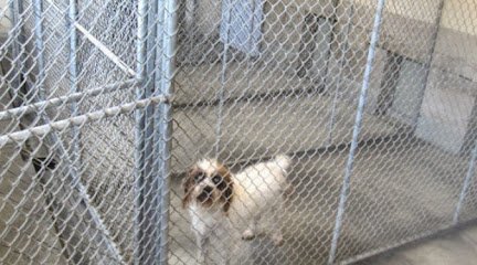 Dog day care in Quincy Massachusetts Brian s Kennels Training Quality Grooming 1