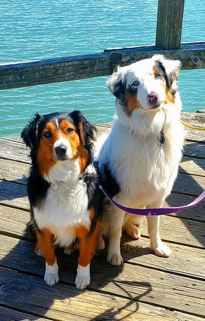 Dog day care in Raleigh North Carolina Dog Diggity Daycare Boarding 1