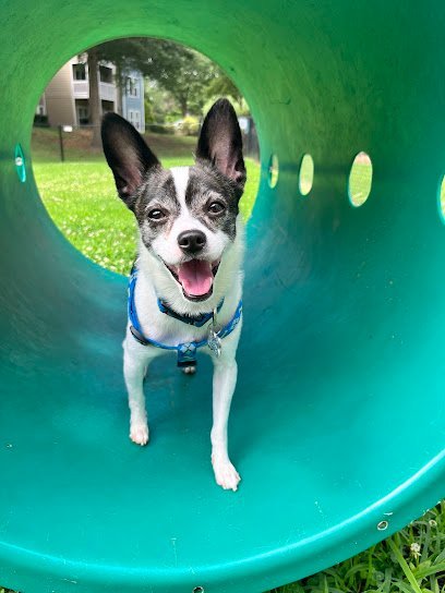 Dog day care in Raleigh North Carolina Paws at Play of Raleigh 1
