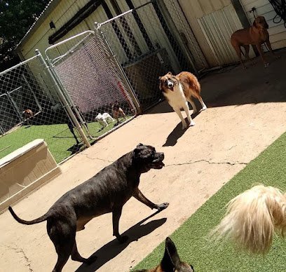 Dog day care in Raleigh North Carolina RDU Pet Resort 1