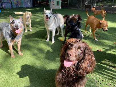 Dog day care in Raleigh North Carolina Triangle Pet Resort 1