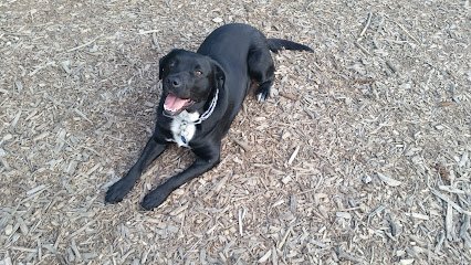 Dog day care in Ramsey Minnesota Happy Dogs Daycare Boarding 1