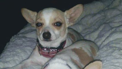 Dog day care in Randall Minnesota Harmony Run K9 Dog Daycare Boarding Training and Canine Massage 1