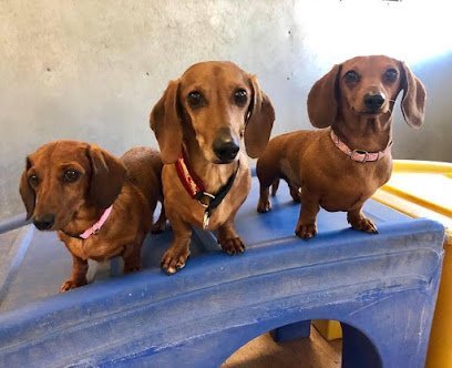 Dog day care in Raynham Massachusetts Jillian s Pooch Paradise 1