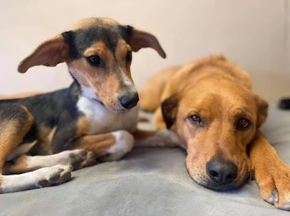 Dog day care in Reading Massachusetts Pet Companions Bed Biscuit 1