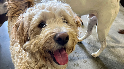Dog day care in Reno Nevada Animal Oasis 1 1