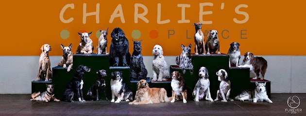 Dog day care in Reno Nevada Charlie s Place 1 1