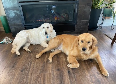 Dog day care in Reno Nevada Pet Play House 1 1