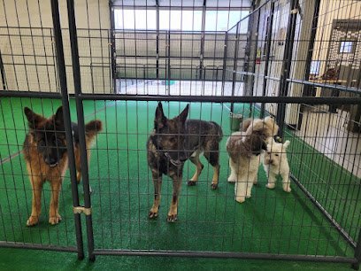 Dog day care in Reno Nevada Sit Means Sit Boarding Daycare 1 1