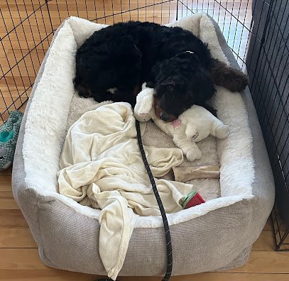 Dog day care in Revere Massachusetts Sandy s 4PAWS CareLLC 1