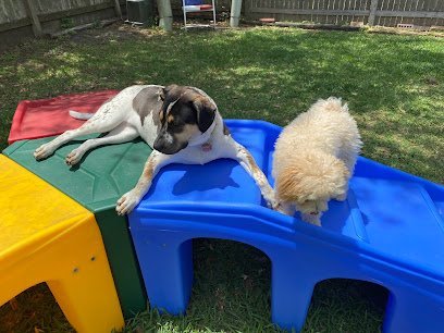 Dog day care in Richmond Texas Lynn s Paw Patrol 1