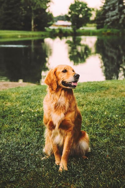 Dog day care in Ridgeway Ohio Pondside Paws 1