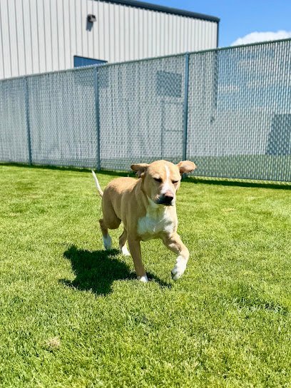 Dog day care in Rigby Idaho Idaho Elite K 9 Boarding Suites 1