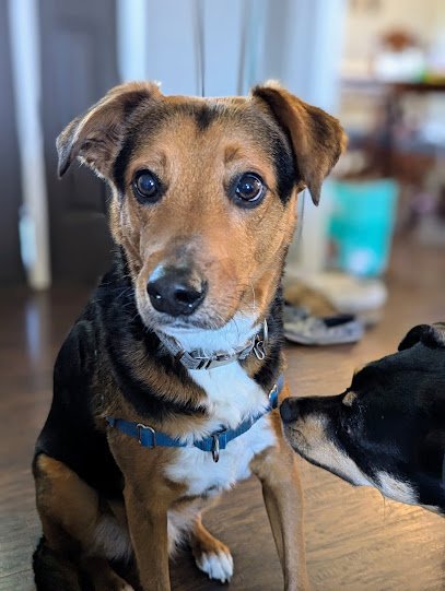 Dog day care in Ringgold Georgia Sir Francis  Pals