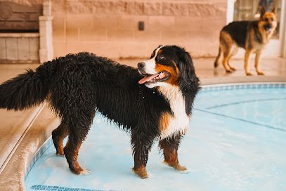 Dog day care in Rio Rancho New Mexico Tail Town Pet Resort 1