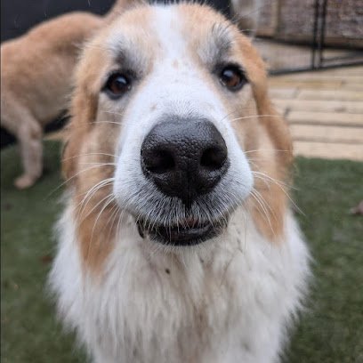 Dog day care in Riverside Iowa Pack AMO 1