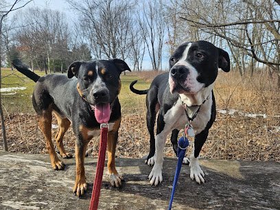 Dog day care in Rochester Minnesota Bear Creek Kennels 1