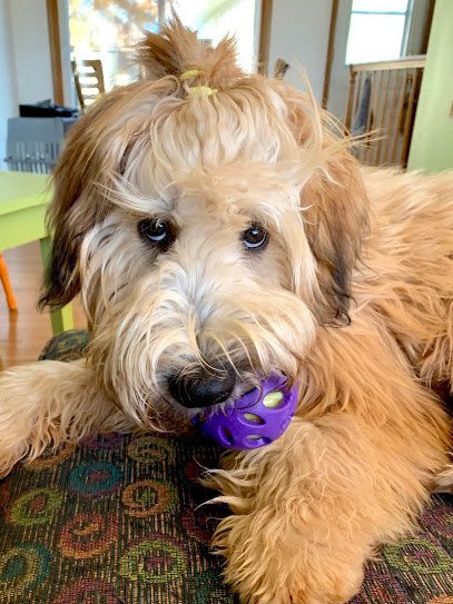 Dog day care in Rochester Minnesota The Modern K9 1