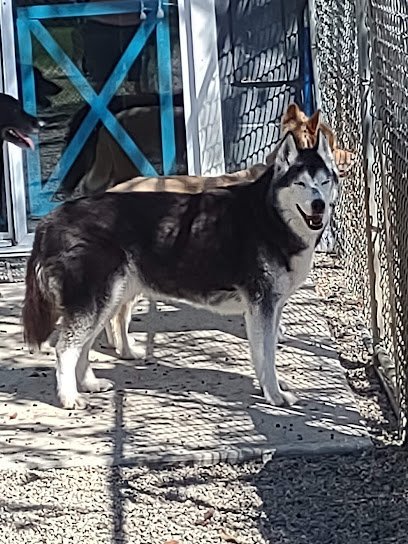 Dog day care in Rochester New Hampshire Country Brook Kennels 1