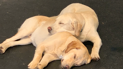 Dog day care in Rochester New York Tuxedos K9 Training Camp 1