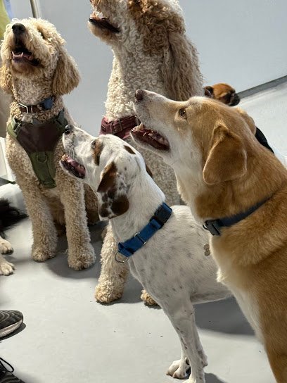 Dog day care in Rockaway Park New York Pawlacio Pets 1